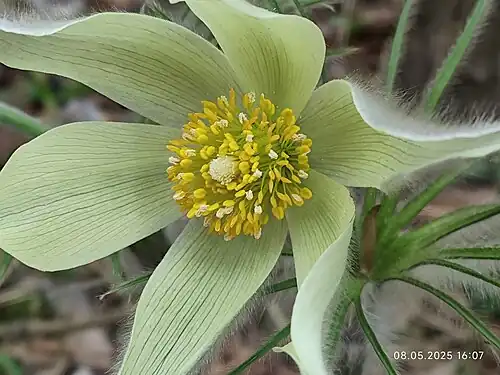 Цветок; Россия, Свердловская область 2025 год