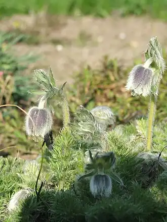 Общий вид растения, Ботанический сад в Вацратоте, Венгрия