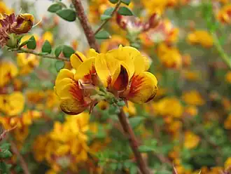 Pultenaea gunnii
