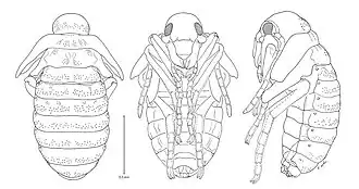 Pheropsophus aequinoctialis