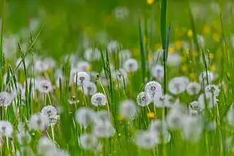 Одуванчики