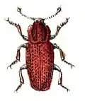 Pycnomerus terebrans