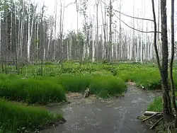 Пынсур в верховьях (пересечение с лесной дорогой от г. Курлово к д. Курлово)