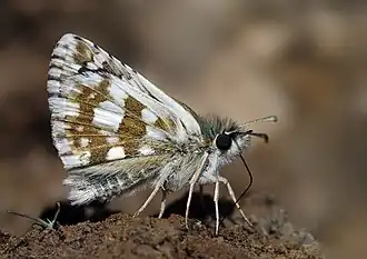Pyrgus cinarae