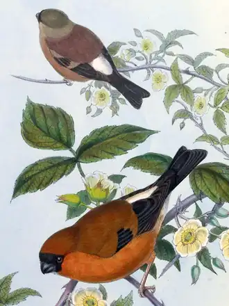 Самка (вверху) и самец