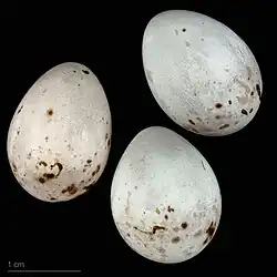 Яйца Pyrrhula pyrrhula pileata -