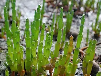 Солерос (Salicornia)