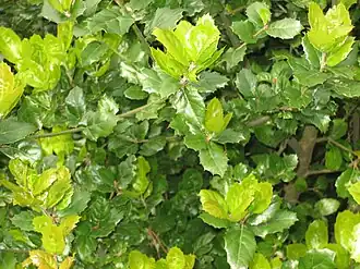 Молодые листья и побеги Q. agrifolia