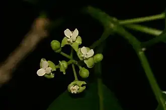 Grevea madagascariensis