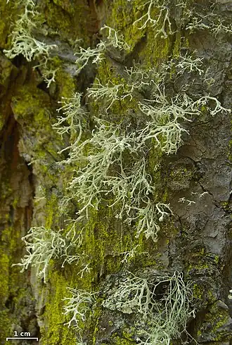 Рамалина притуплённая