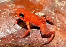 Красный древолаз