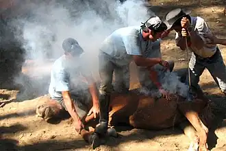 Трое празднующих клеймят лошадь