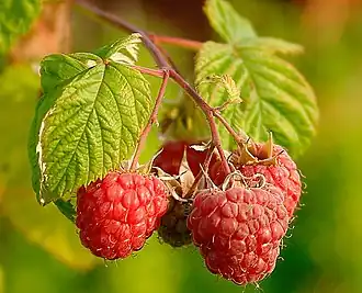 Плоды малины(Rubus idaeus)