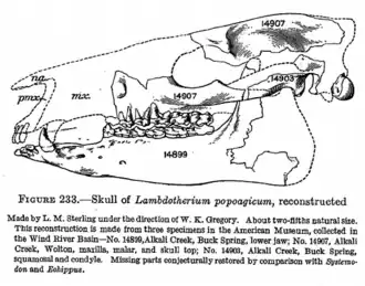 Реконструкция черепа по Осборну (1929)