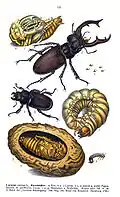 Lucanidae. Таблица из Die Käfer