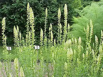 Резеда жёлтая