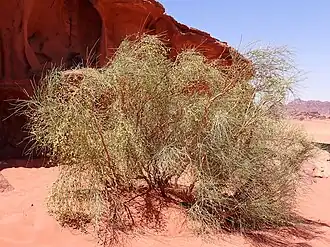 Ретама обыкновенная