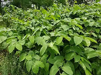 Рейнутрия богемская (Reynoutria ×bohemica)