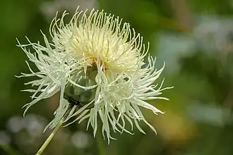 Рапонтикоидес русский (Rhaponticoides ruthenica), корзинка