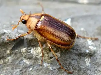 Корнегрыз обыкновенный