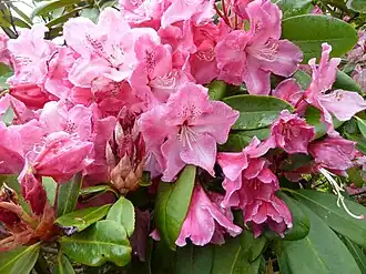 Rhododendron 'Dutch Master'