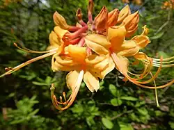 Rhododendron austrinum, подрод Pentanthera