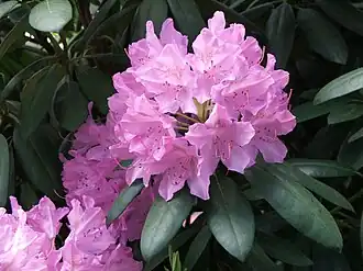 Rhododendron catawbiense