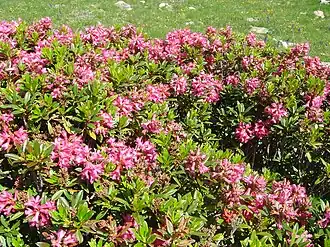 Общий вид цветущих растений