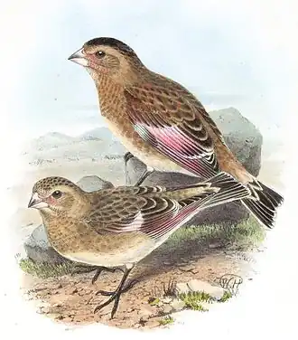 Краснокрылые чечевичники Rh. sanguineus, внизу самка, вверху самец в брачном наряде, рис. W.H.?, 1891.