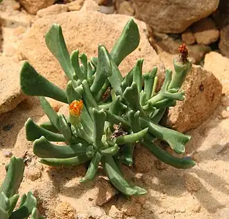 Rhombophyllum dolabriforme