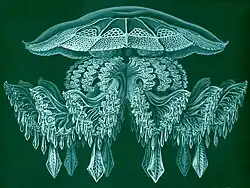 Rhopilema rhopalophorum