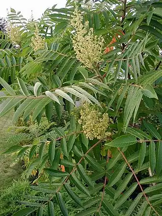 Сумах оленерогий