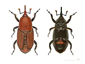 Красный пальмовый долгоносик