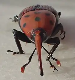 Вид спереди