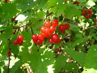 Смородина красная (Ribes rubrum)