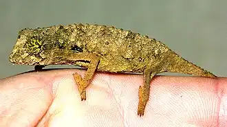 Rieppeleon brevicaudatus, самец