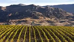 Виноградники около села Ринд, Вайоцдзорская область