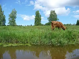 В деревне Сандра летом
