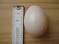 Яйцо сизого голубя