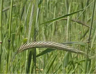 Рожь посевная