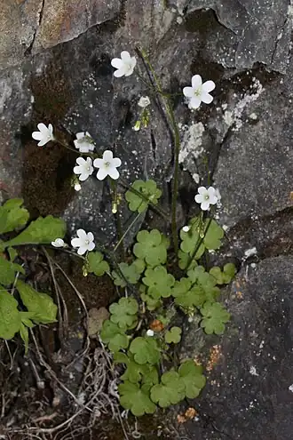 Цветущая Romanzoffia sitchensis (Орегон)