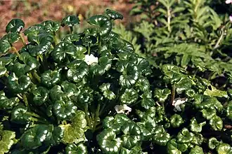 Romanzoffia unalaschcensis