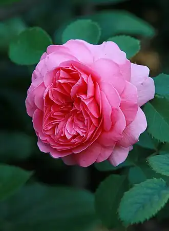 Rosa 'Princess Alexandra of Kent'Россия. Владимирская область