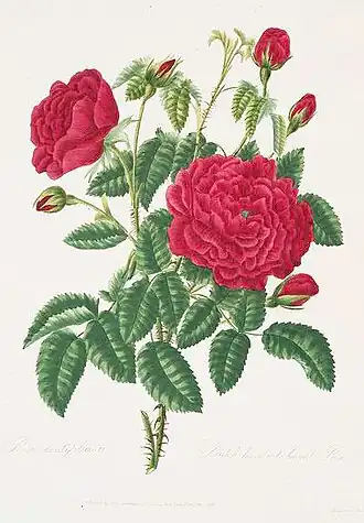 Rosa 'Gros Choux d'Hollande'Ботаническая иллюстрация из книги Mary Lawrance. A Collection of Roses, 1799 г.