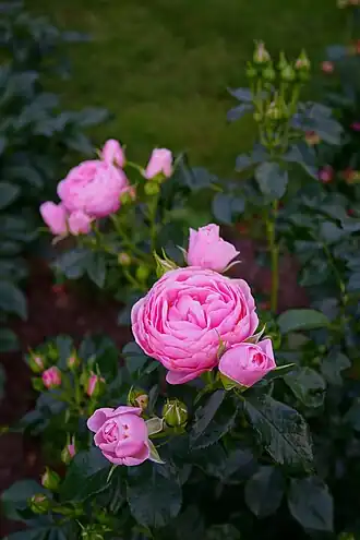 Rosa 'Hans Gonewein Rose'. Россия, Владимирская область