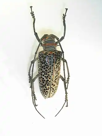 Rosenbergia rufolineata