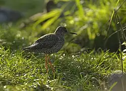 Rotschenkel (Tringa totanus) 01