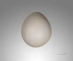 Яйцо в Тулузском музее