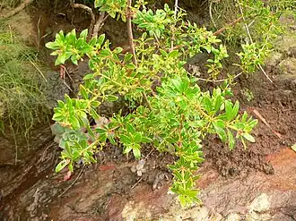 Марена кустарниковая (Rubia fruticosa)