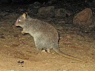 Большой крысиный кенгуру